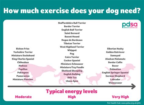  If a dog has an energy level that doesn