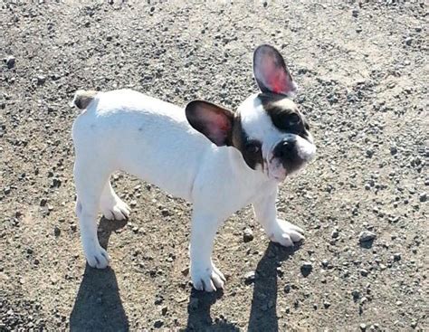  If a female Frenchie does have a large litter of over 3, there can be health implications for the puppies