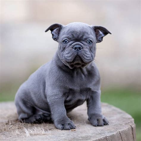  If a grey French Bulldog has blue eyes it is often one of the most expensive