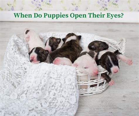  If all goes well, the puppies should open their eyes around the tenth day