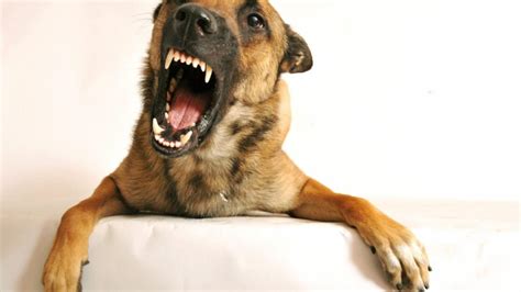 If allowed to be boss, growling is a normal thing for a puppy to exhibit when showing its dominance