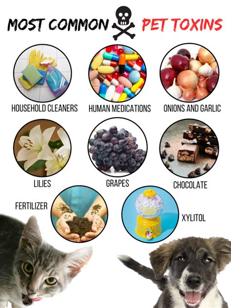  If an animal gets into it, contact your veterinarian, as these products are toxic to animals