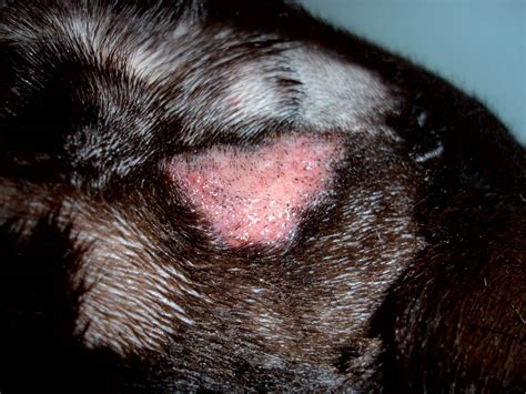  If an eye wound develops a bacterial infection, your dog could end up losing their vision or even their entire eye