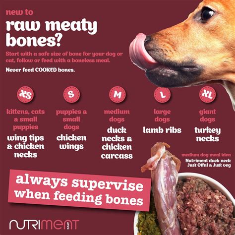  If an owner desires, they can add some raw beef or turkey no bones to the regular dry food diet