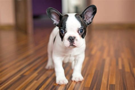  If any of the above happens in the last minute we would recommend you re-think bringing that Frenchie puppy home
