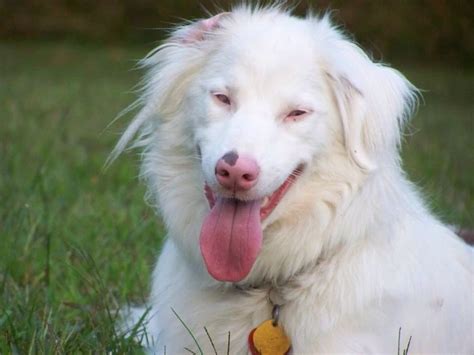  If both parents carry this gene, it can lead to the birth of Double Merle Bernedoodles who may have insufficient pigment and could potentially experience serious health problems
