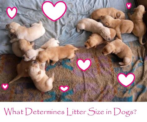  If both parents have a small litter size, you