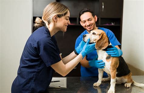  If it is bothering your dog, the veterinarian will likely drain it or perform surgery