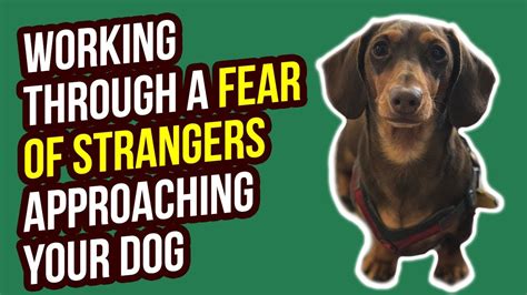  If not, if another animal or stranger approaches, the owner should be careful