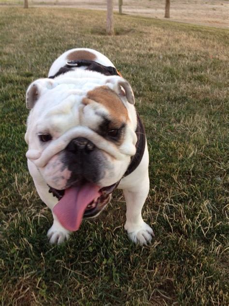  If not properly exercised it is possible for a Bulldog to become overweight, which could lead to heart and lung problems, as well as stress on the joints