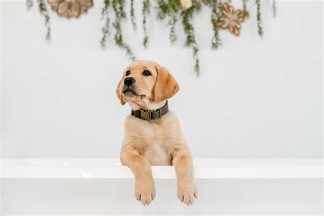  If so inclined, the prospective owner can request guidance in picking the puppy based on personality and activity level, temperament, phenotype, and more