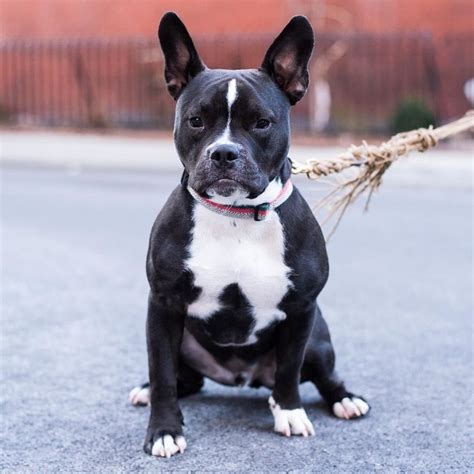  If socialized early, the French Bulldog Pitbull Mix can get along well with other pets