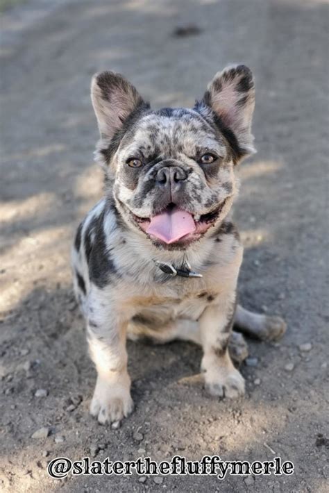  If such a Frenchie is bred to another carrier of the long hair gene, they are likely to produce fluffy puppies, although the chances of that are still quite low