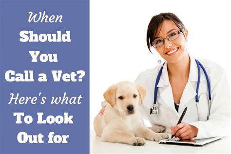  If symptoms worsen, speak to a vet right away