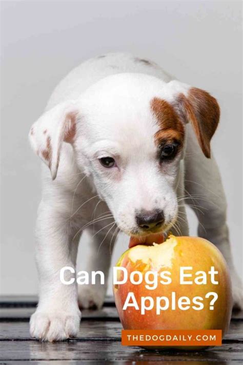  If the apples are fed to your dog incorrectly, these crispy fruits can end up causing harm