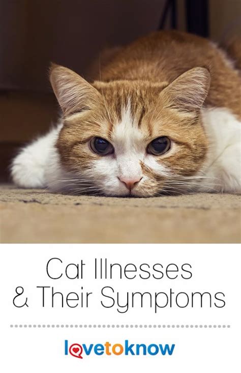  If the cause is unknown though, then your cat might be suffering from an underlying medical condition, one of which is kidney disease