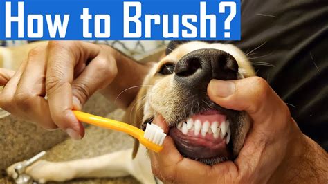  If the dog breath becomes unbearable it may be time to brush its teeth
