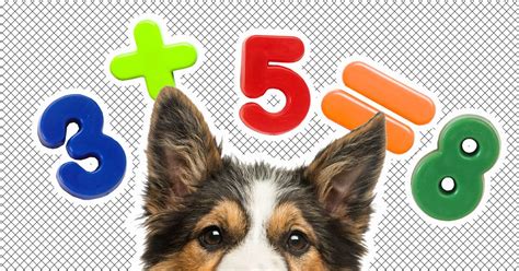  If the math suggests your dog should start with 5