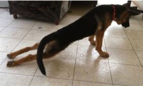  If the muscles in their hind legs lack strength, you may notice a puppy dragging itself on its chest