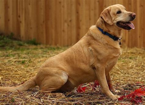  If the other parent breed is also highly trainable, then you can expect the same from a Labrador Retriever Mix