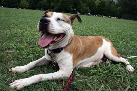  If the other parent breed is also highly trainable, then you should be able to expect the same from an English Bulldog Mix