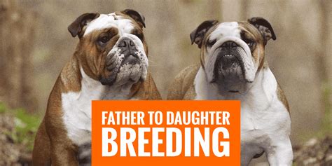  If the other parent breed requires more daily activity, then you will need to be prepared for that potential range in an English Bulldog Mix puppy