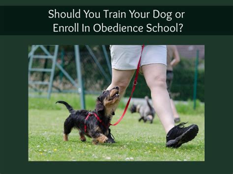  If the other parent breed tends to be more difficult to train, you should be prepared to enroll in puppy training classes