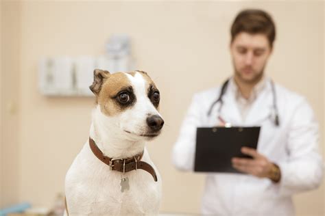  If the shaking is unrelated to excitement or stress, a prompt veterinary visit is advised to rule out any underlying health issues causing discomfort