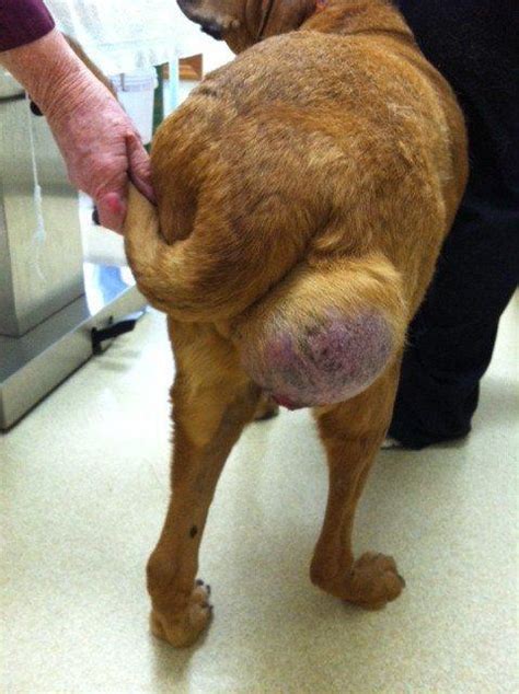  If the tumor is large enough, your veterinarian can palpate feel it upon examination