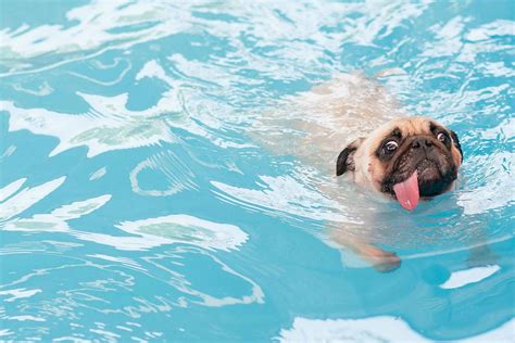  If the weather is warm you can get your puppy swimming now
