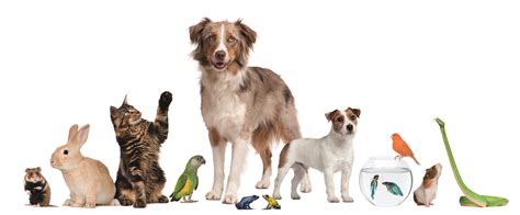  If then after time you struggle to socialize these pets together, you could then inquire about getting a pet behavioral specialist or seeking out an expert to help you further