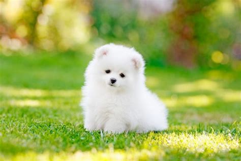  If there is a behavior your puppy exhibits that you may think is cute while your puppy is small, you need to think ahead and determine if this behavior will be acceptable from an adult dog