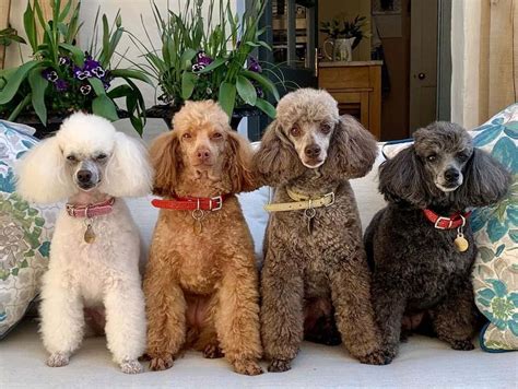  If they inherit the Poodle coat, they may not shed, but they will need a lot more grooming