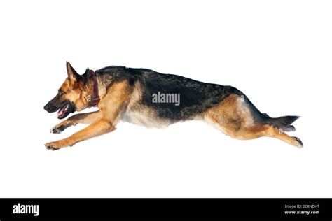  If time goes by and you or your family let the training routine slip, an enthusiastic German Shepherd who likes to jump to greet visitors will resort back to their natural instincts to jump on people