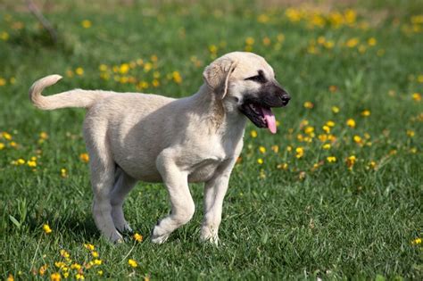  If trained properly, this breed gets along well with children and quickly becomes a family member