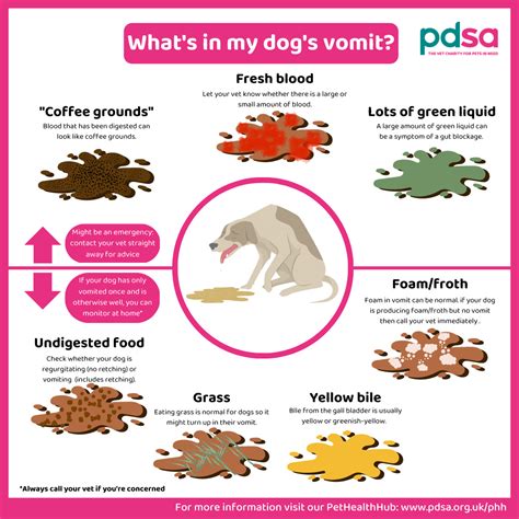  If vomiting persists or your dog appears to be in distress, please contact your veterinarian