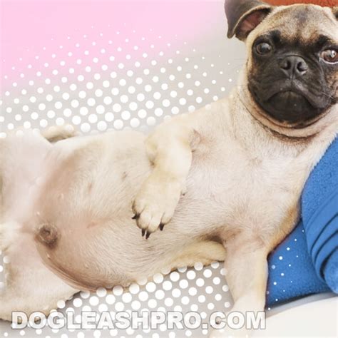  If you allow your pug to give birth, you should know about the possible complications it can cause