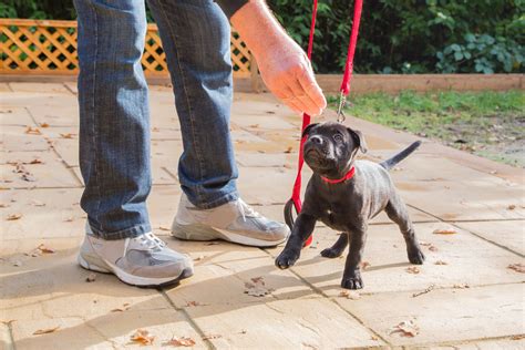  If you are a novice dog owner, enroll in puppy training classes or enlist the help of a professional dog trainer; not just for your dog, but for yourself as well