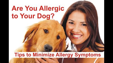  If you are allergic to dog saliva you will most likely be allergic to Bernedoodles