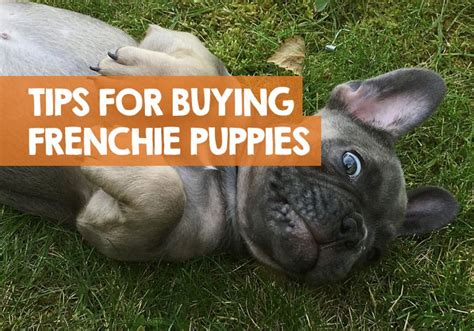  If you are buying a bulldog puppy, you need to make sure that the parents have been screened under the scheme for this disease — called hyperuricosuria or HUU