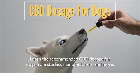  If you are dosing a large dog, offering CBD long-term, or dosing frequently, a higher potency CBD may be more cost-effective in the long run