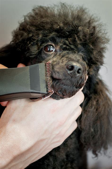  If you are growing the coat to show your Poodle, new grooming techniques will have to be employed
