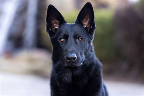  If you are interested in using your German Shepherd as a protection dog and to participate in IPO trials, you should pick one from working lines