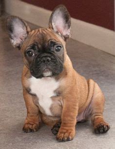  If you are looking for a healthy, happy, well-adjusted and socialized French Bulldog
