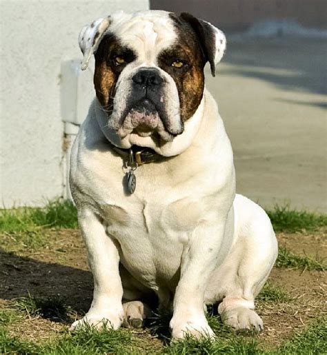  If you are looking for a perfect bulldogge, give us a call 