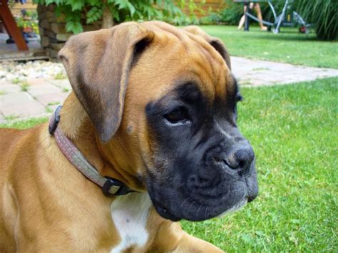 If you are looking for a stunning Boxer puppy to call your very own…you have found her! Call now!