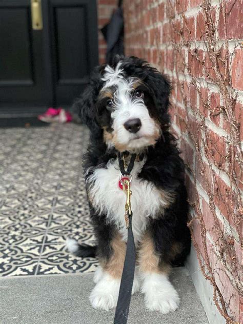  If you are looking for a trustworthy and caring PA Bernedoodle Breeder, you have come to the right place! Contact Us Why We Chose to Become Bernedoodle Breeders After our first encounter with a Bernedoodle puppy , we almost instantly had a dream of creating the perfect family dog