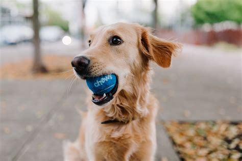  If you are looking for an energetic, fun-loving dog you can bring along on all of your outdoor adventures and teach to do amazing tricks, you might be looking for a Labraheeler, a blue heeler, and a Labrador mix