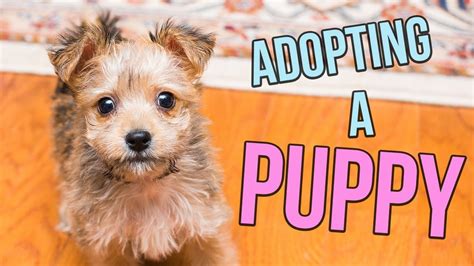  If you are looking to adopt a puppy, please be realistic
