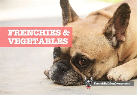  If you are offering any canned goods to your French Bulldog it is best to make sure they are low-salt or no-salt products
